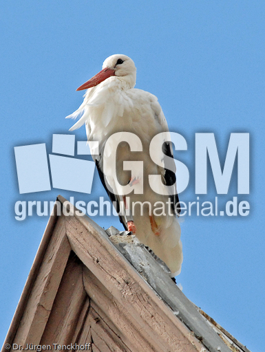 Weißstorch (1 von 20).jpg